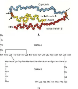 Gambar 2.2  Ilustrasi insulin pada mencit dalam bentuk proinsulin (A) (Wakabayashi, 2012), Struktur Insulin Manusia (B) (Hvorost, 2010) 