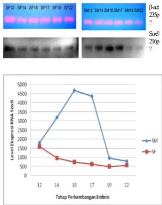 Gambar 3. Elektroferogram hasil RT-PCR S0x9 (A) dan â-actin  (B),  serta  grafik  level  ekspresi  Sox9  hasil  scion image (C)
