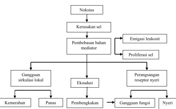 Gambar 1. Patogenesis dan Gejala Peradangan (Mutschler, 1986). 