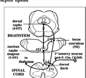 Gambar 10. Skema Visual Mikroskop elektron reseptor  Kappa Opioid