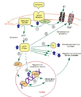 Gambar 12. Mekanisme G coupled Protein dan adenil  siklase 12 