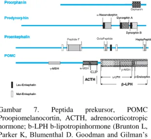 Gambar  7.  Peptida  prekursor,  POMC  Proopiomelanocortin,  ACTH,  adrenocorticotropic  hormone; b-LPH b-lipotropinhormone (Brunton L,  Parker  K,  Blumenthal  D