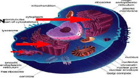 Gambar 1.10. Retikulum Endoplasma 
