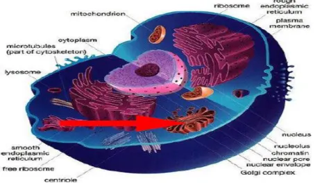 Gambar 1.11. Badan golgi 