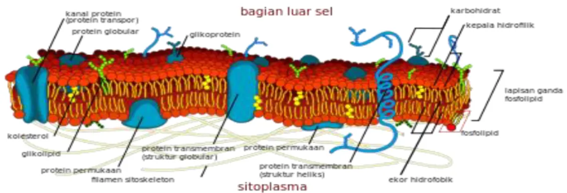 Gambar 1.14. Membran 