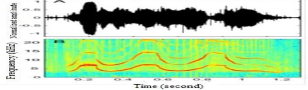 Gambar 1 Suara whistle lumba-lumba . (A) Bentuk gelombang dari whistle dan  (B) spektogram  suara whistle yang menampilkan  frekuensi  yang didalamnya masih terdapat noise