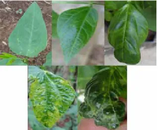 Gambar 1.  Skor keparahan penyakit berdasarkan  gejala. (a) skor 0, (b) skor 1, (c) skor  2, (d) skor 3, dan (e) skor 4 (Disease  severity scoring based on symptoms (a)  score 0, (b) score 1, (c) score 2, (d) score  3, and (e) score 4)