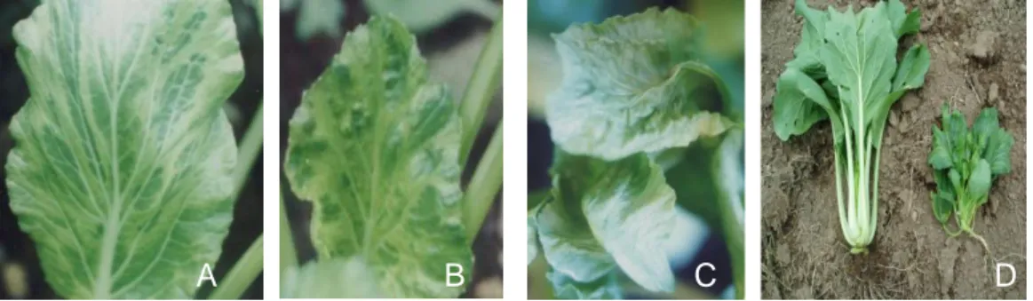 Gambar  1  Variasi  gejala  pada  tanaman  caisin  terinfeksi  TuMV;  mosaik  ringan  disertai  vein  clearing (A), melepuh (B), malformasi (C), dan kerdil (D, kanan) 