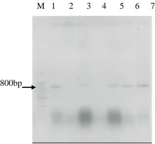 Gambar  3    Hasil  elektroforesis  gel  agaros  produk  RT-PCR  isolat- isolat  TuMV    dari  daerah  Cinangneng  dan  Cipanas  menggunakan  pasangan  primer  TuMV-8573F  dan  TuMV-9385R