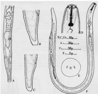 Gambar 1. Nematoda betina  Pratylenchus brachyurus. (A) ujung posterior; 