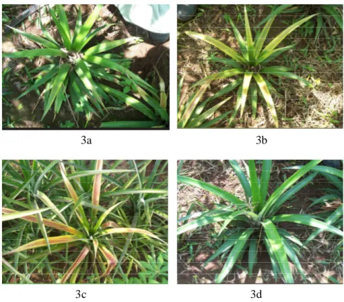 Gambar 3. Tanaman nanas dengan tingkat  keparahan penyakit layu MWP: ringan  (a), sedang (b) Tanaman nanas dengan tingkat keparahan penyakit layu  MWP berat (c), tanaman nanas sehat (d)