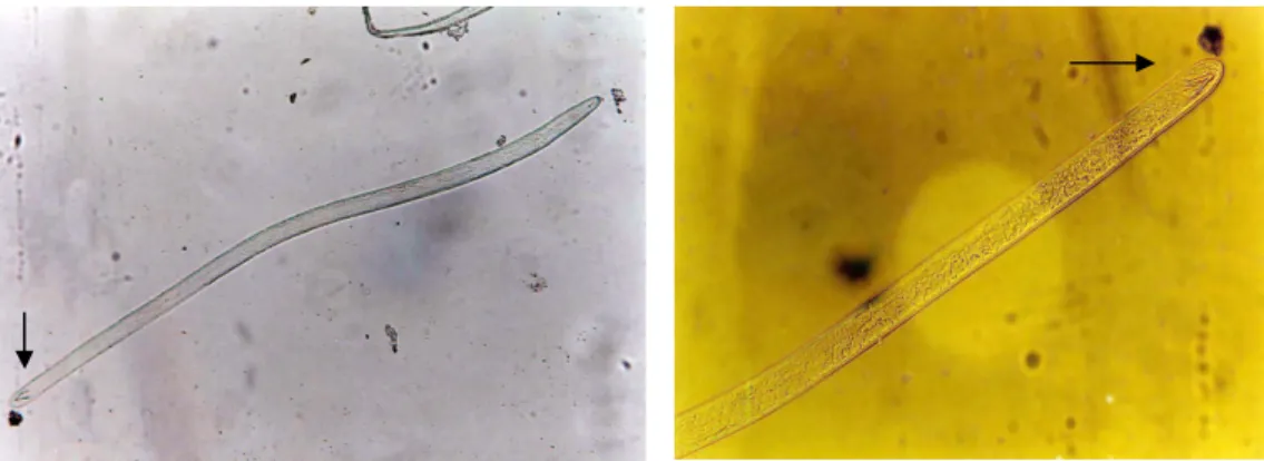 Gambar 10. Meloidogyne (perbesaran 100x) seluruh tubuh (kiri) dan bagian  ekor (perbesaran 200x) dengan spikula yang kuat (kanan) 