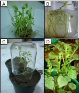 Gambar 1. Mikropopagasi kentang kultivar Almera secara in vitro (a) regenerasi tunas   (b) induksi akar (c) aklimatisasi di ruang kultur (d) pertumbuhan tanaman di  rumah kaca 