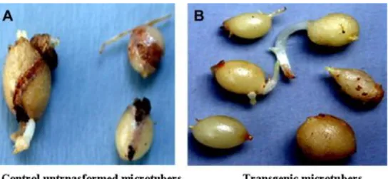 Gambar 3. Perbandingan hasil pengujian umbi mikro kentang (A) kentang cv Kufri   Badsah sebagai kontrol dengan (B) kentang transgenik CG127  yang  diinfestasi dengan larva penggerek umbi selama 21 hari 
