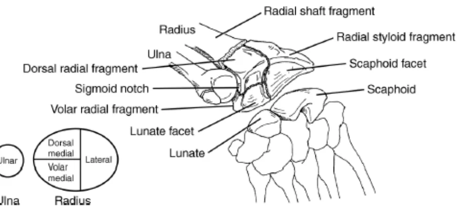 Gambar 1. Anatomi radius distal  (4) . 
