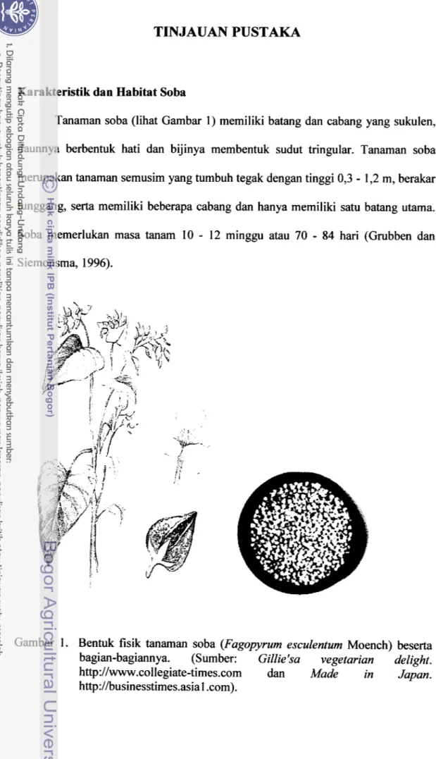 Gambar  1.  Bentuk  fisik  tanaman  soba  (Fagopyrum  esculentum Moench)  beserta  bagian-bagiannya