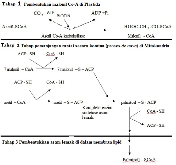 Gambar 3. Tahapan mekanisme biosintesis asam lemak