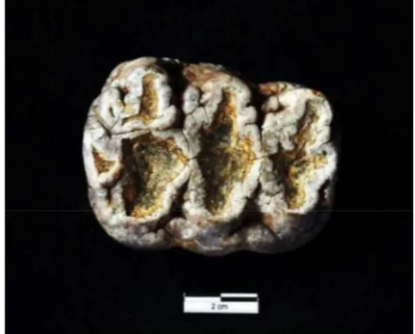 Gambar 7. Gigi Sinomastodon bumiayuensis  dari Semedo, hidup sekitar 2-1.5 juta tahun 