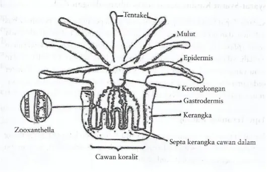 Gambar 2.1 Struktur Terumbu Karang (Sumber : Nybakken, 1992)  F.  Perkembangbiakan pada Karang 