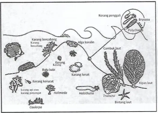 Gambar 2.3 Beberapa biota terumbu karang yang khas dan dominan   (Sumber : Nybakken, 1992) 