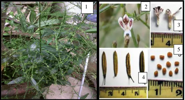 Gambar  2.1      Tanaman  A.paniculata  (1),  Bunga  Herba  sambiloto  (2),    Benang  sari  A.paniculata (3), Buah A.paniculata (4), Biji A.paniculata (5) (Kumar,  2012) 