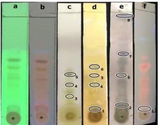 Gambar 1. Kromatogram Hasil KLT Ekstrak Etanol Daun Keladi Tikus dengan Fase Gerak N-Heksan : Aseton  (7,5 : 2,5) dan Fase Diam Silika Gel GF 254 