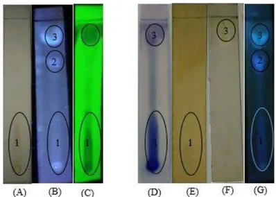 Gambar 3. Hasil KLT ekstrak etanol umbi ubi jalar oranye dengan fase gerak kloroform : etanol (6 : 4) dengan  deteksi pada sinar tampak (A), UV366 (B), UV254 (C), setelah disemprot dengan anisaldehid-H2SO4 (D), FeCl3  (E),  Dragendorff (F), sitroborat pada