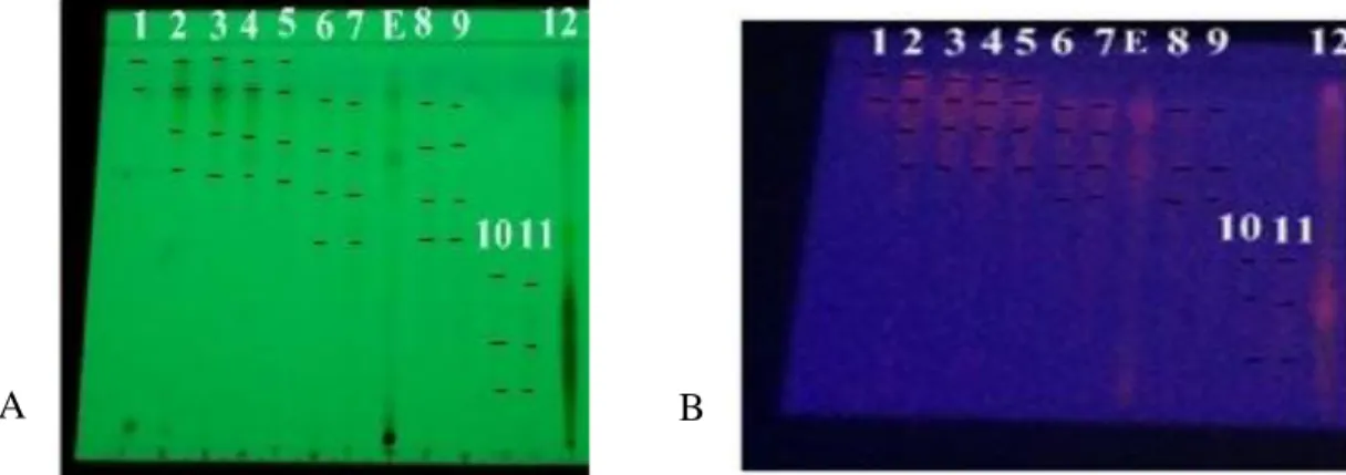 Gambar 1. Profil KLT penggolongan fraksi ekstrak etanol daun sirsak dilihat pada sinar UV 254 nm  (A) dan 366 nm (B) 