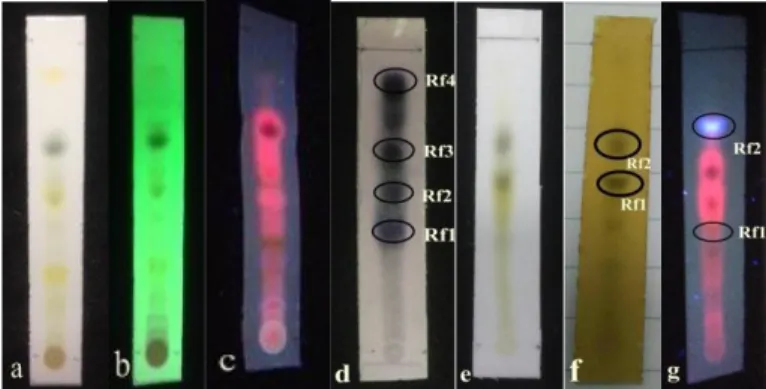 Gambar  5.  Kromatogram  hasil  KLT  Fraksi  Nonpolar  Herba  Kitolod  dengan  fase  gerak  N-heksan  :EtilAsetat  (7:3)