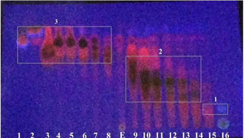 Gambar 1.Kromatogram hasil fraksinasi  fase gerak  n-heksan : etilasetat (7:3) dan fase  diam plat  KLT silika GF 254  dan diamati di UV 366 nm )
