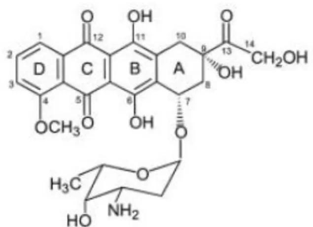 Gambar 3. Struktur Kimia Doksorubisin (Minotti et al., 2004) 