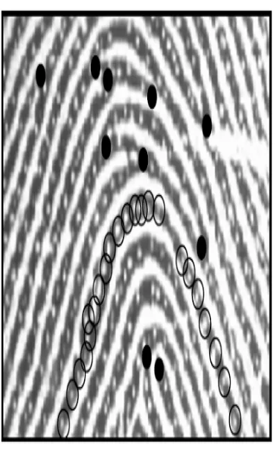 Gambar 2.15. Karakteristik ciri sidik jari level 2 dan 3, lingkaran hitam untuk 