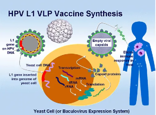 Gambar 5. Sintesis Vaksin HPV 