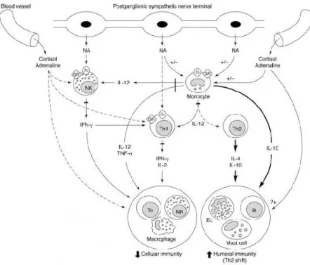 Gambar 7. Mekanisme yang terjadi pada stress dan sistem imun  (Diambil dari : Elemkov IJ and Chrousos GP