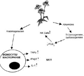 Gambar 3 : Pengaruh Echinacea pada sistem imun 