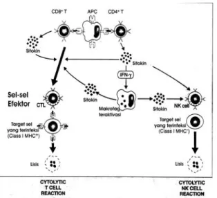 Gambar 2. Tahapan sitolitik sel target oleh CTLs  26 .  2.2.4. Makrofag teraktifasi 