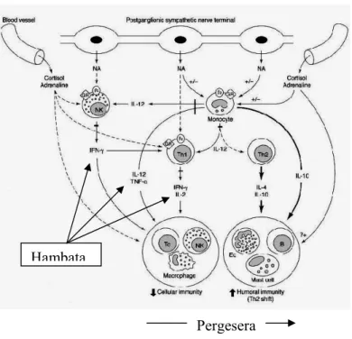 Gambar 13. Mekanisme yang terjadi pada stress dan sistem imun 9Hambata