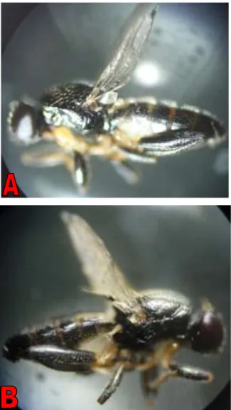 Gambar 5.  Small Black Fly (A dan B) sebagai Pengunjung Dominan   Bunga Pisang Kepok. 