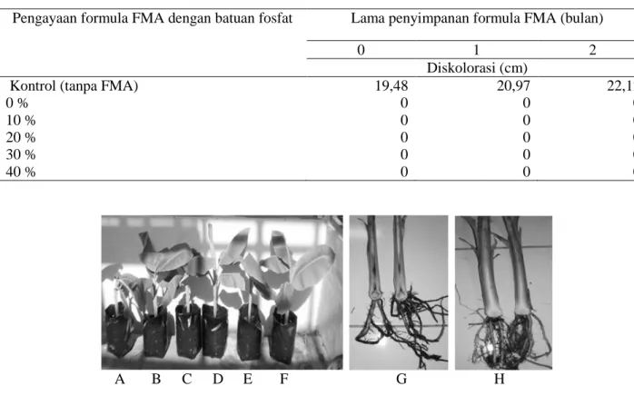 Tabel 4. Kepadatan populasi bakteri BDB  yang introduksi formula FMA pada bibit   pisang (9 hsi)  Pengayaan 