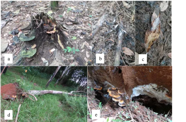 Gambar 1. Sumber infeksi JAP di sekitar kebun karet: (a) tanggul, (b) ranting, (c) daun kering, (d) pohon  tumbang, (e) badan buah dan miselium R