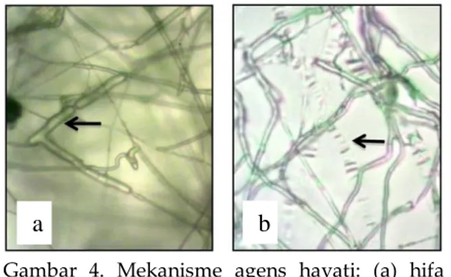 Gambar  4.  Mekanisme  agens  hayati:  (a)  hifa  patogen abnormal; (b) hifa patogen  lisis (Sumber: Amaria et al