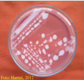 Gambar 10. Isolat R.solanacearum pada media Sukrosa Pepton Agar (SPA) Foto: Hartati, 2012 