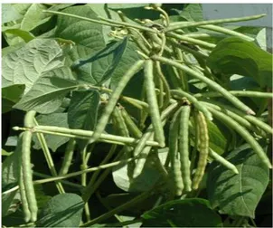 Gambar 1. Tanaman kacang hijau   sumber : http://cybex.deptan.go.id 