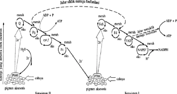 Gambar 2. Reaksi terang fotosintesis   Sumber : Fried dan Hademenos (2006:69) 