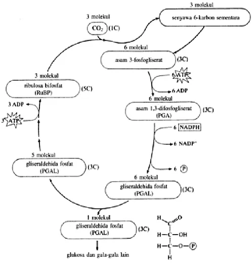 Gambar 3. Reaksi gelap fotosintesis   Sumber : Fried dan Hademenos (2006:69) 