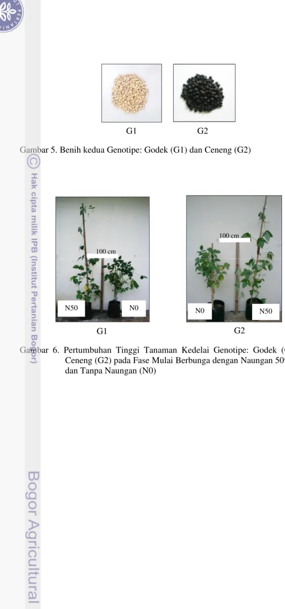 Gambar 5. Benih kedua Genotipe: Godek (G1) dan Ceneng (G2) 