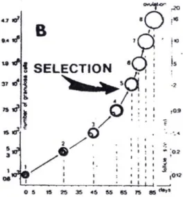 Gambar 3. Waktu relatif yang diperlukan folikel Graafian untuk  menyelesaikan periode antral (Dikutip dari Invitro maturation of  Oocytes) 24