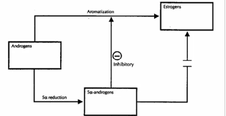 Gambar 8. Proses perubahan androgen menjadi estrogen dan 5α-androgen. (Dikutip  dari Clinical Gynecologic, Endocrinology and Infertility, 2005) 21 