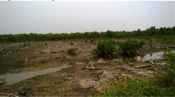 Gambar 3. Lahan Mangrove yang Sudah  Lama Ditinggalkan 