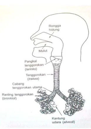Gambar 2.1. Sistem Pernafasan 